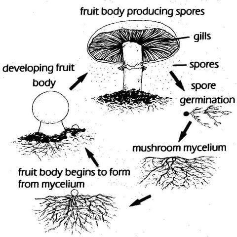Mushroom-life-cycle_large.jpg